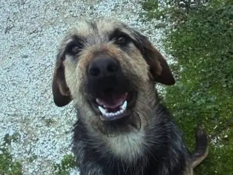 Adotta un cane, maschio, 2 anni e 3 mesi, Teramo