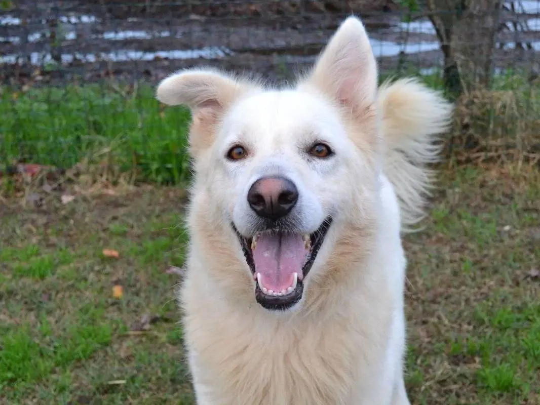 Adotta il cane Gelsomina a Pavia
