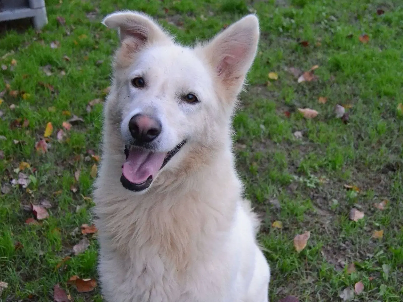 Vuoi adottare un cane a Pavia?