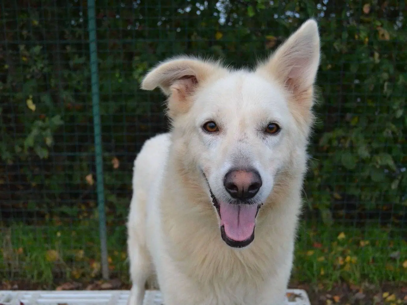 Adotta un cane, femmina, 3 anni e 9 mesi, Pavia