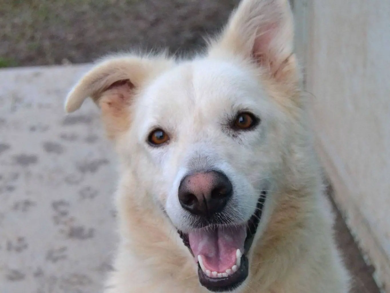 Adozione cane, femmina, Razza sconosciuta Razza sconosciuta, 3 anni e 9 mesi, taglia media, Pavia