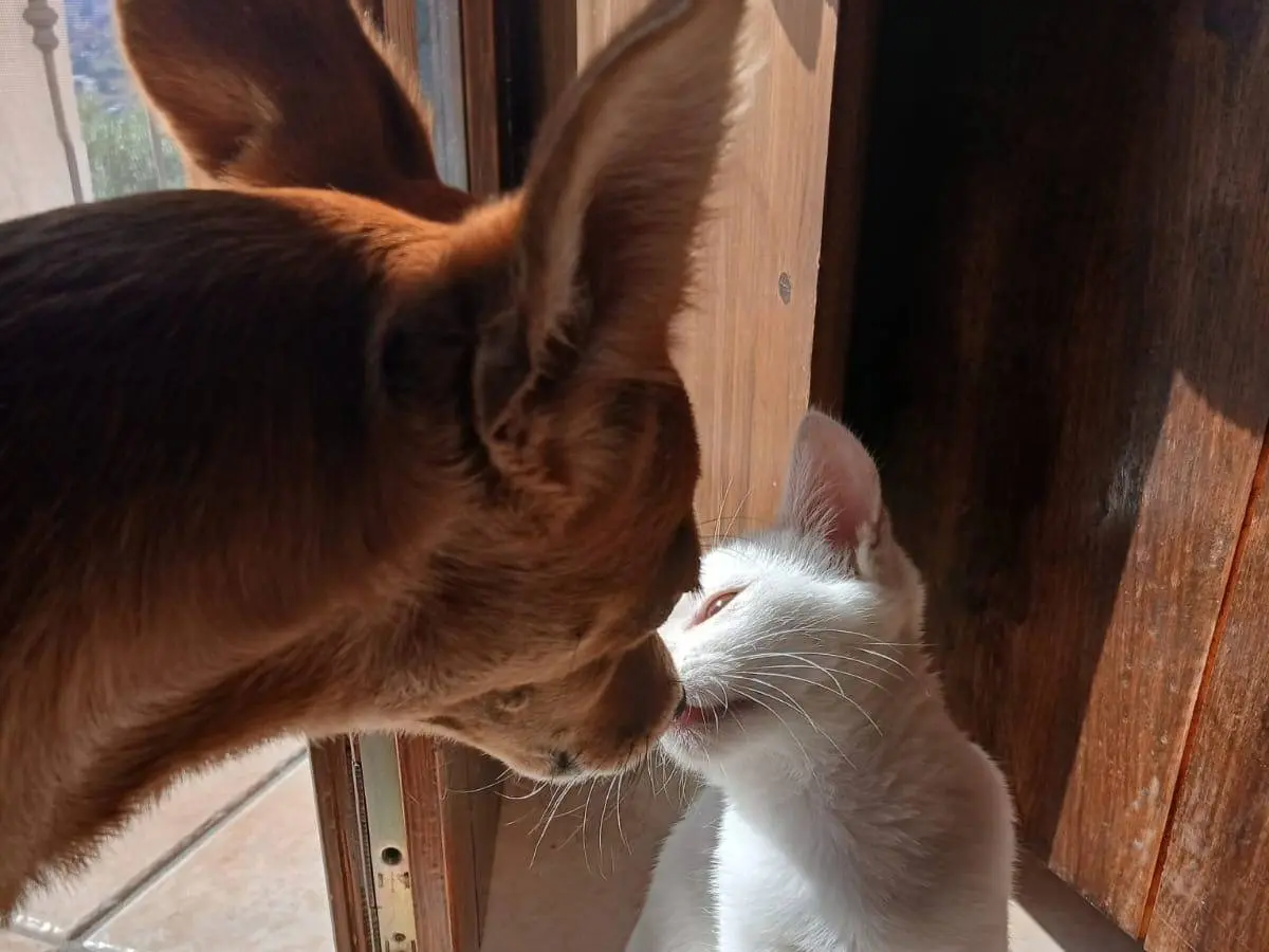 Adotta un gatto, taglia non valida, maschio, Torino
