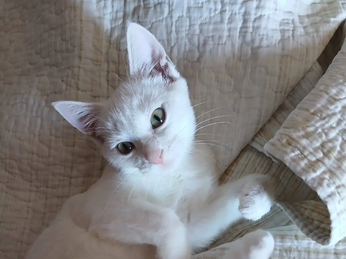 Adotta un gatto, maschio, 3 mesi, Torino