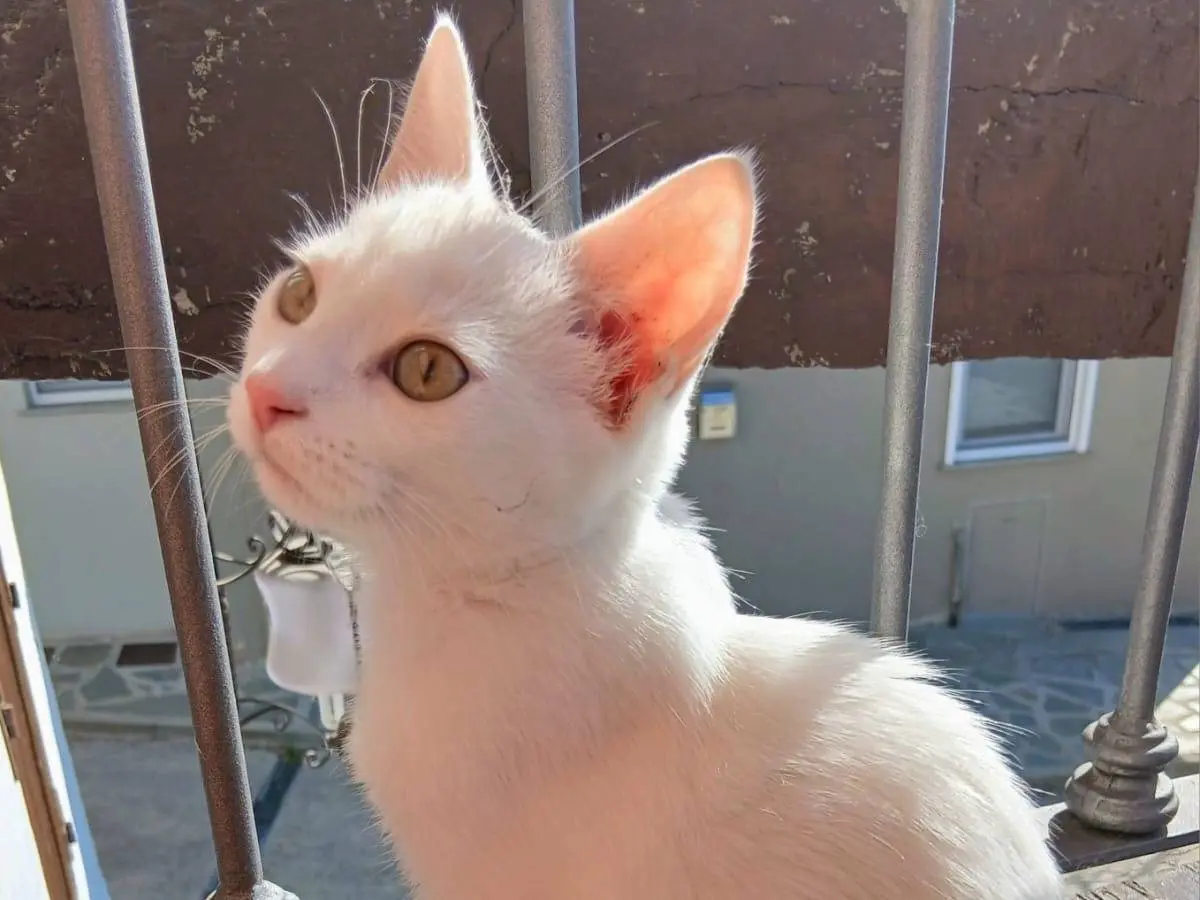 Adozione gatto, maschio, Razza sconosciuta Razza sconosciuta, 3 mesi, taglia non valida, Torino