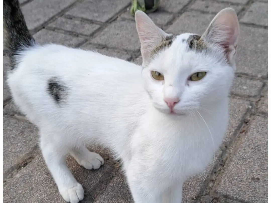 Adotta un gatto, femmina, 5 mesi, Pavia