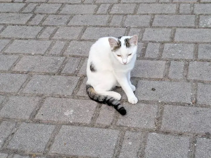 Vuoi adottare un gatto a Pavia?