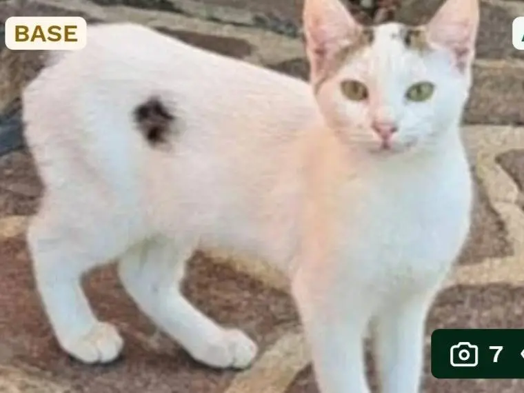 Adozione gatto, femmina, Razza sconosciuta Razza sconosciuta, 5 mesi, taglia non valida, Pavia