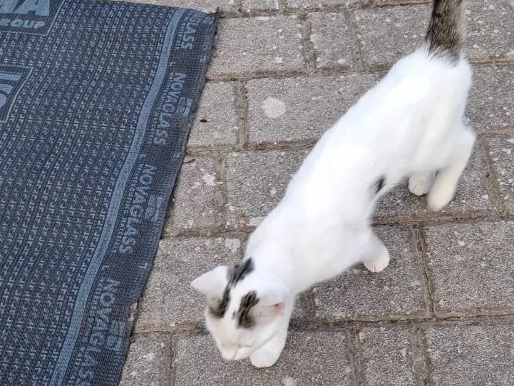 Adotta un gatto, taglia non valida, femmina, Pavia