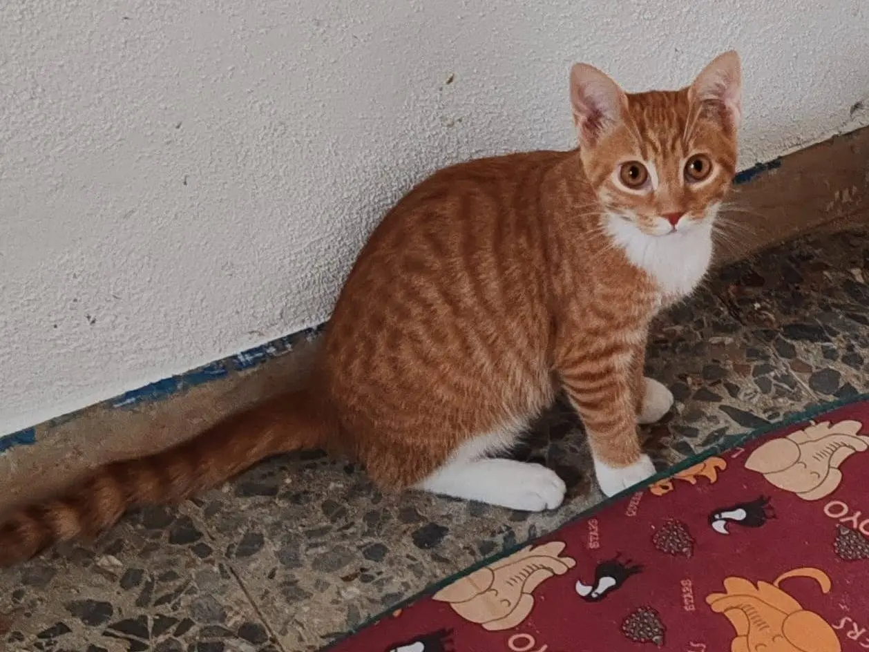 Adotta un gatto, taglia non valida, maschio, Messina