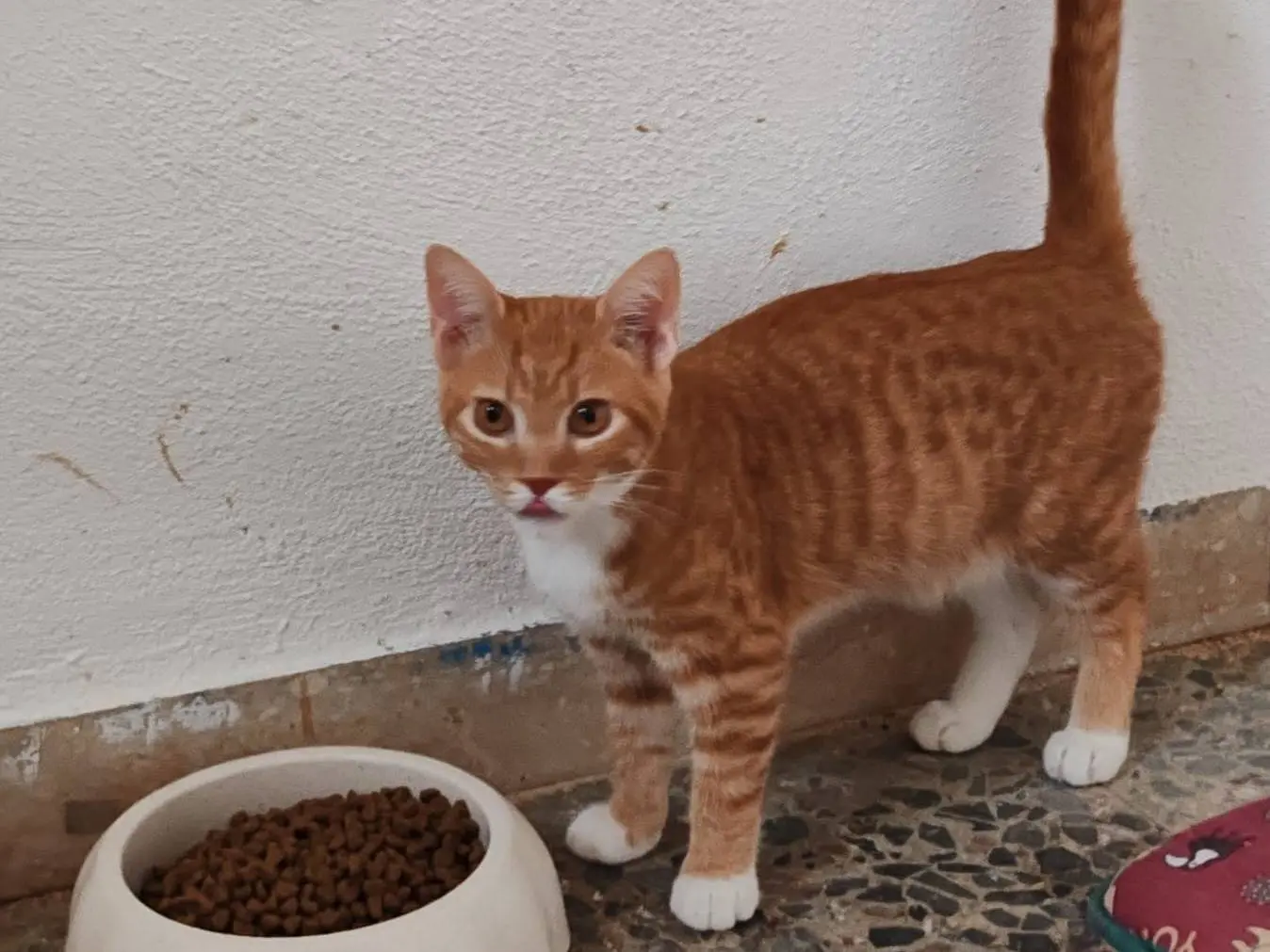 Adotta un gatto, maschio, 1 anno e 4 mesi, Messina