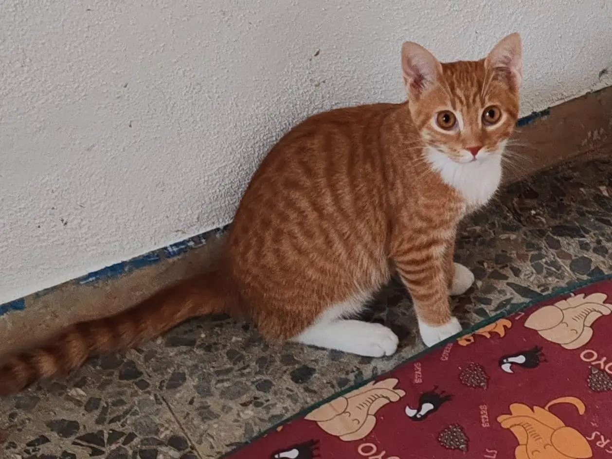 Adozione gatto, maschio, Razza sconosciuta Razza sconosciuta, 1 anno e 4 mesi, taglia non valida, Messina