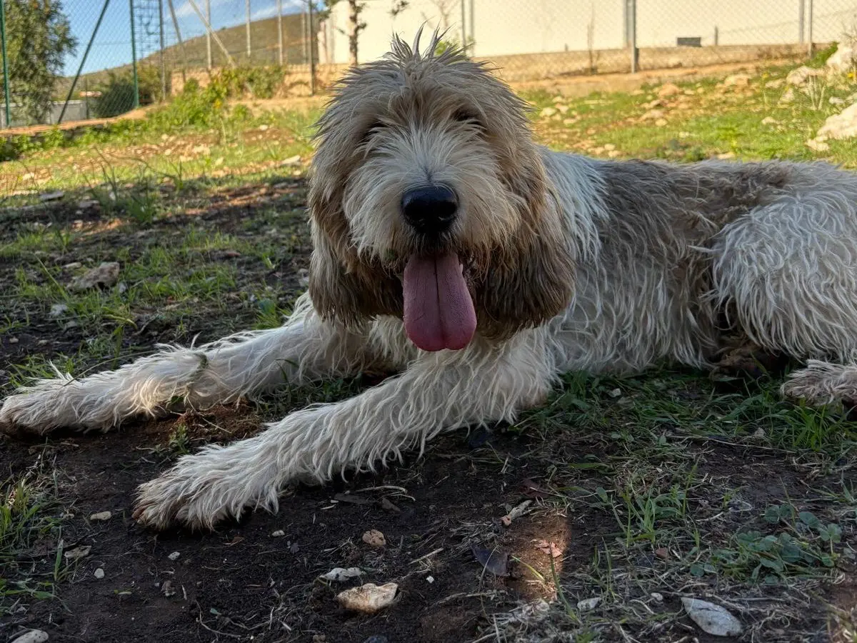 Adozione cane, maschio, Spinone Razza sconosciuta, 4 anni e 8 mesi, taglia media, Latina