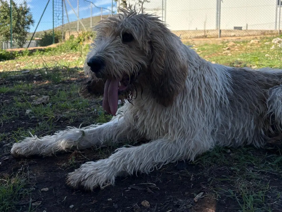 Adotta un cane, taglia media, maschio, Latina