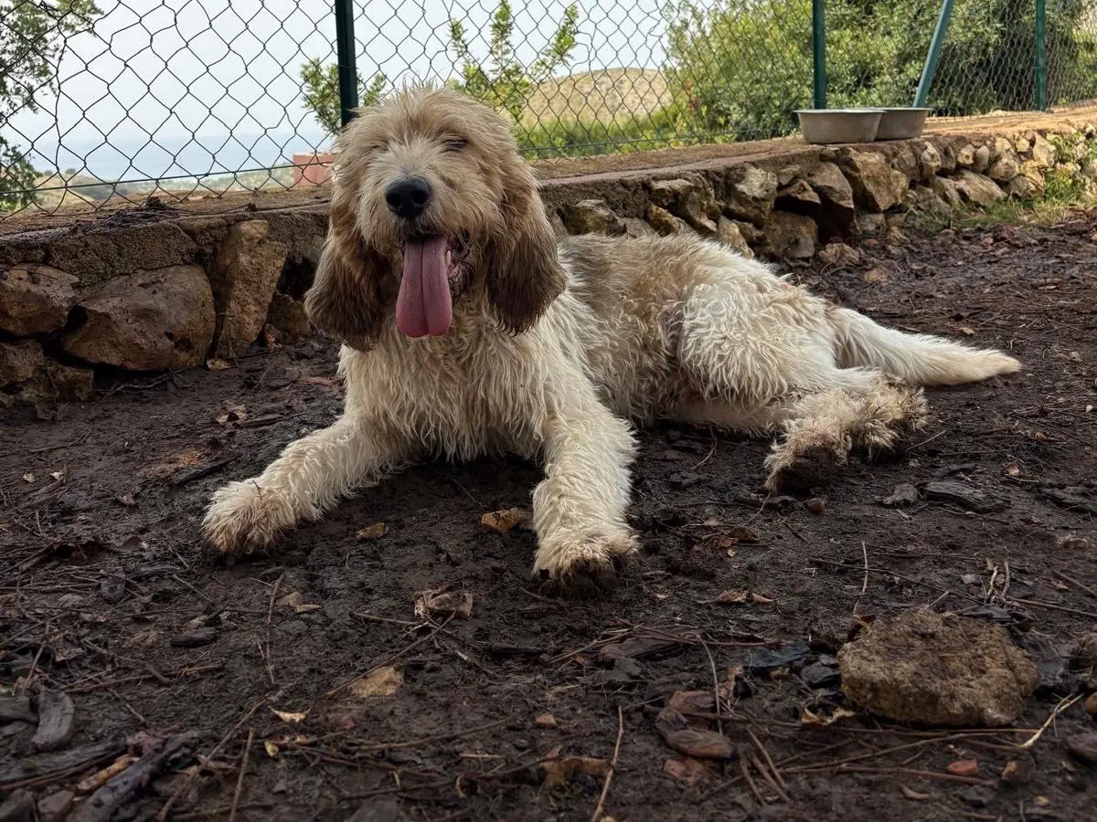 Adotta un cane, maschio, 4 anni e 8 mesi, Latina