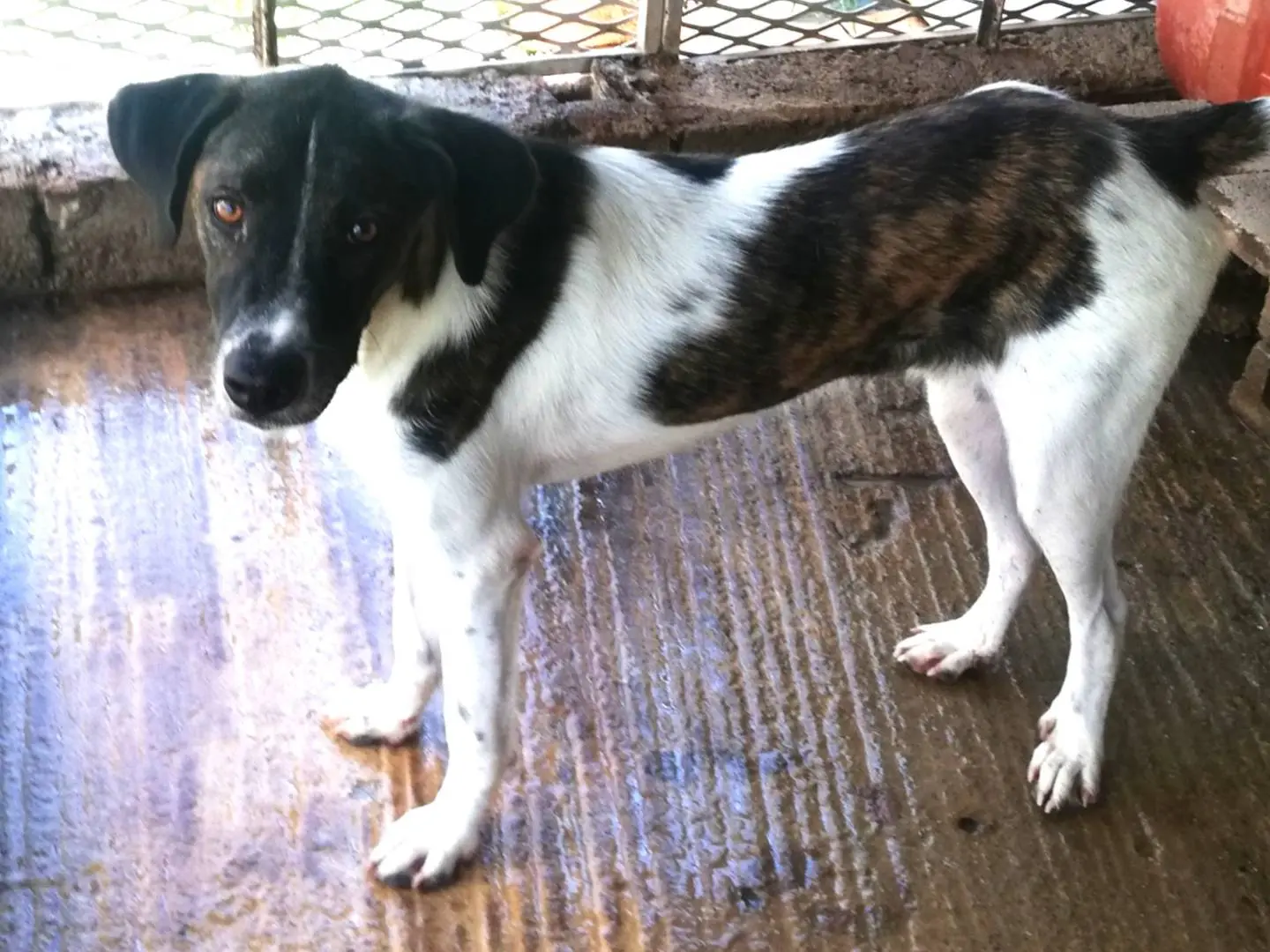 Adozione cane, maschio, Razza sconosciuta Razza sconosciuta, 1 anno e 9 mesi, taglia media contenuta, Messina