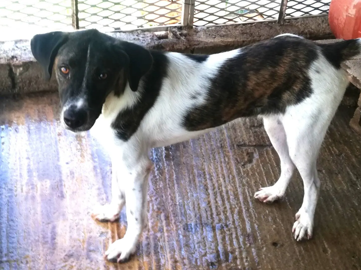 Vuoi adottare un cane a Messina?