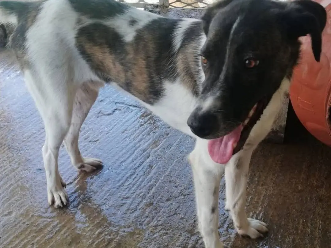 Adotta un cane, maschio, 1 anno e 9 mesi, Messina