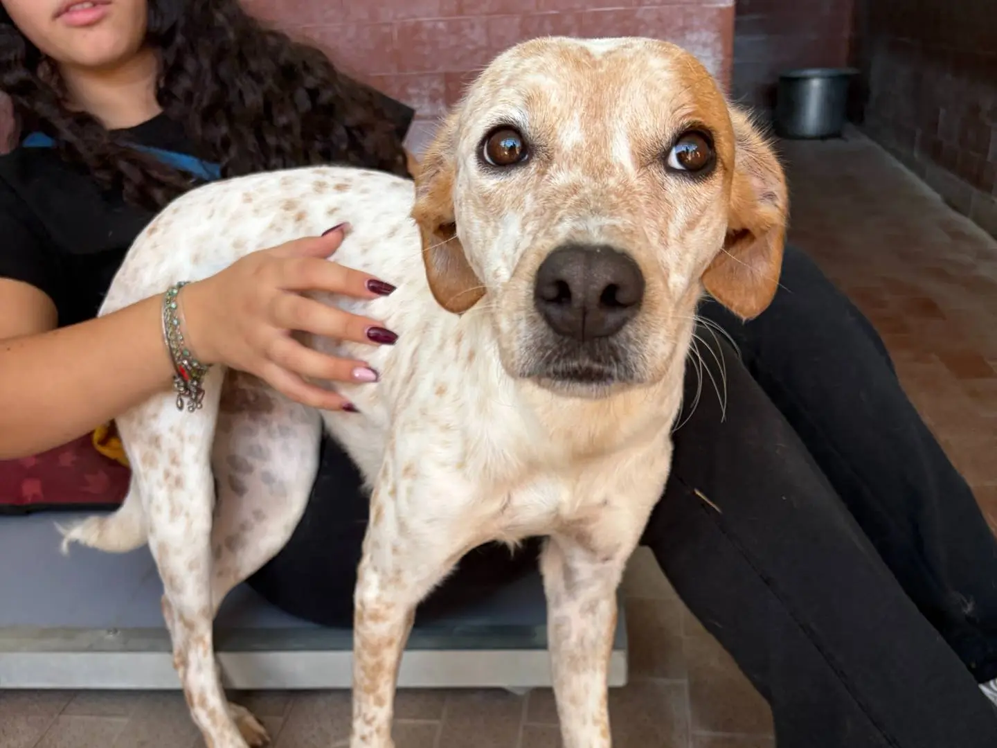 Adotta un cane, femmina, 1 anno e 9 mesi, Milano
