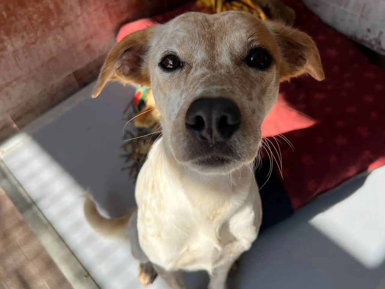 Adozione cane, femmina, Setter Inglese Razza sconosciuta, 1 anno e 9 mesi, taglia media, Milano