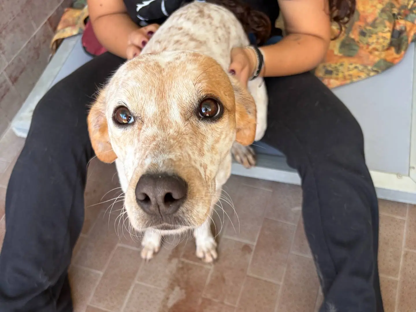 Adotta un cane, taglia media, femmina, Milano