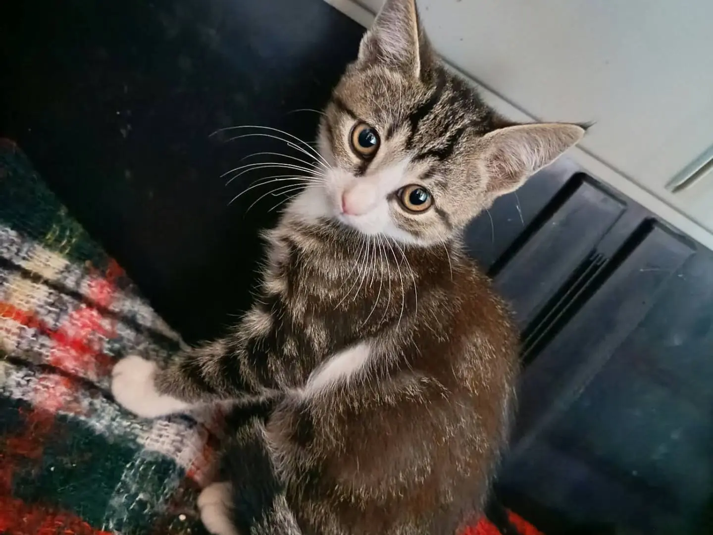 Adozione gatto, maschio, Razza sconosciuta Razza sconosciuta, 2 mesi, taglia non valida, Firenze