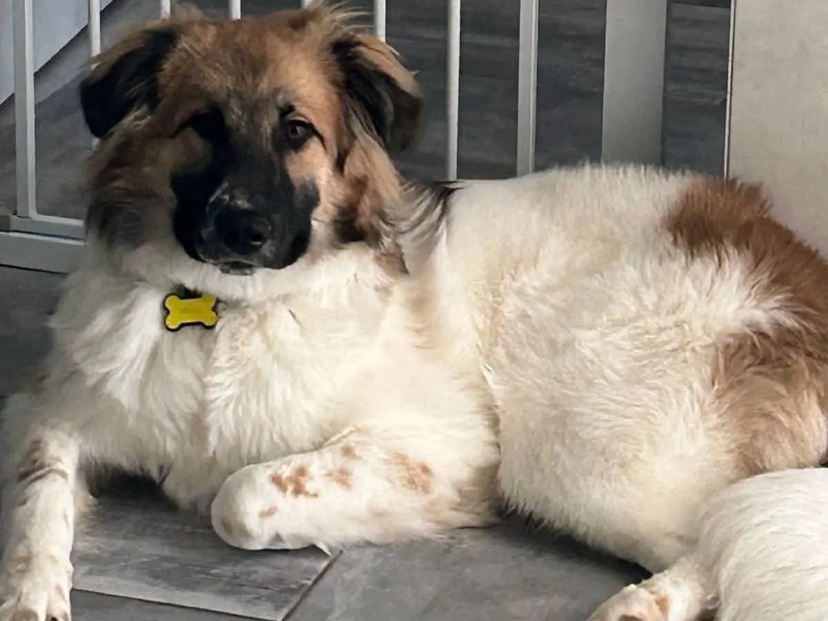 Adozione cane, femmina, Razza sconosciuta Razza sconosciuta, 7 mesi, taglia media, Torino