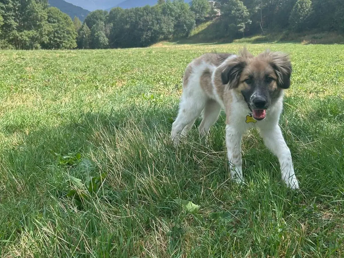 Adotta un cane, taglia media, femmina, Torino