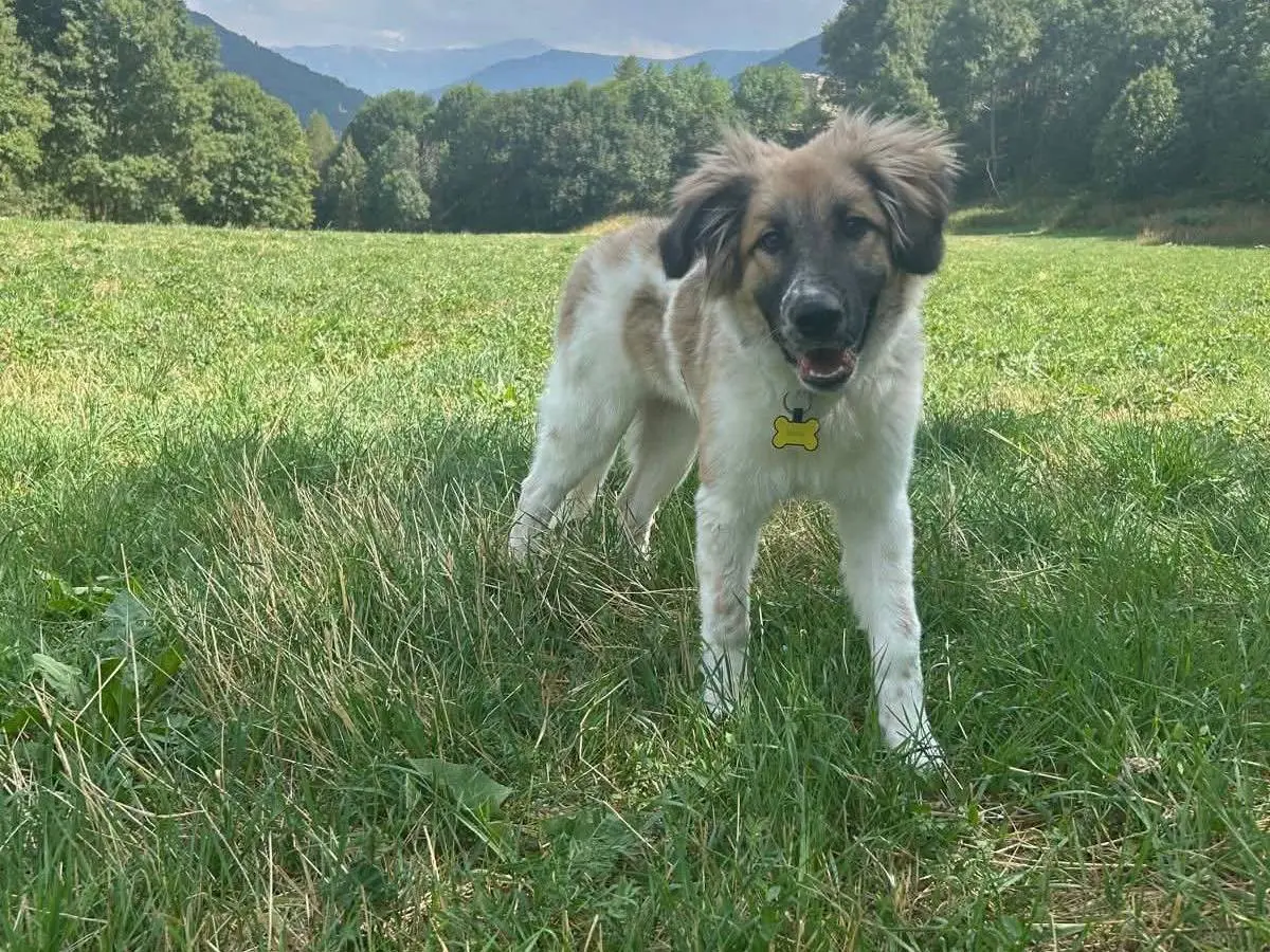 Adotta un cane, femmina, 7 mesi, Torino