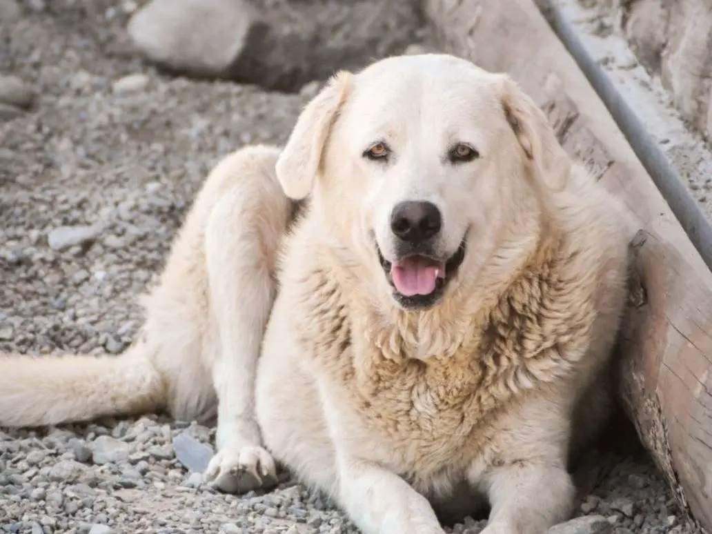 Adozione cane, maschio, Razza sconosciuta Razza sconosciuta, 4 anni e 3 mesi, taglia grande, Crotone