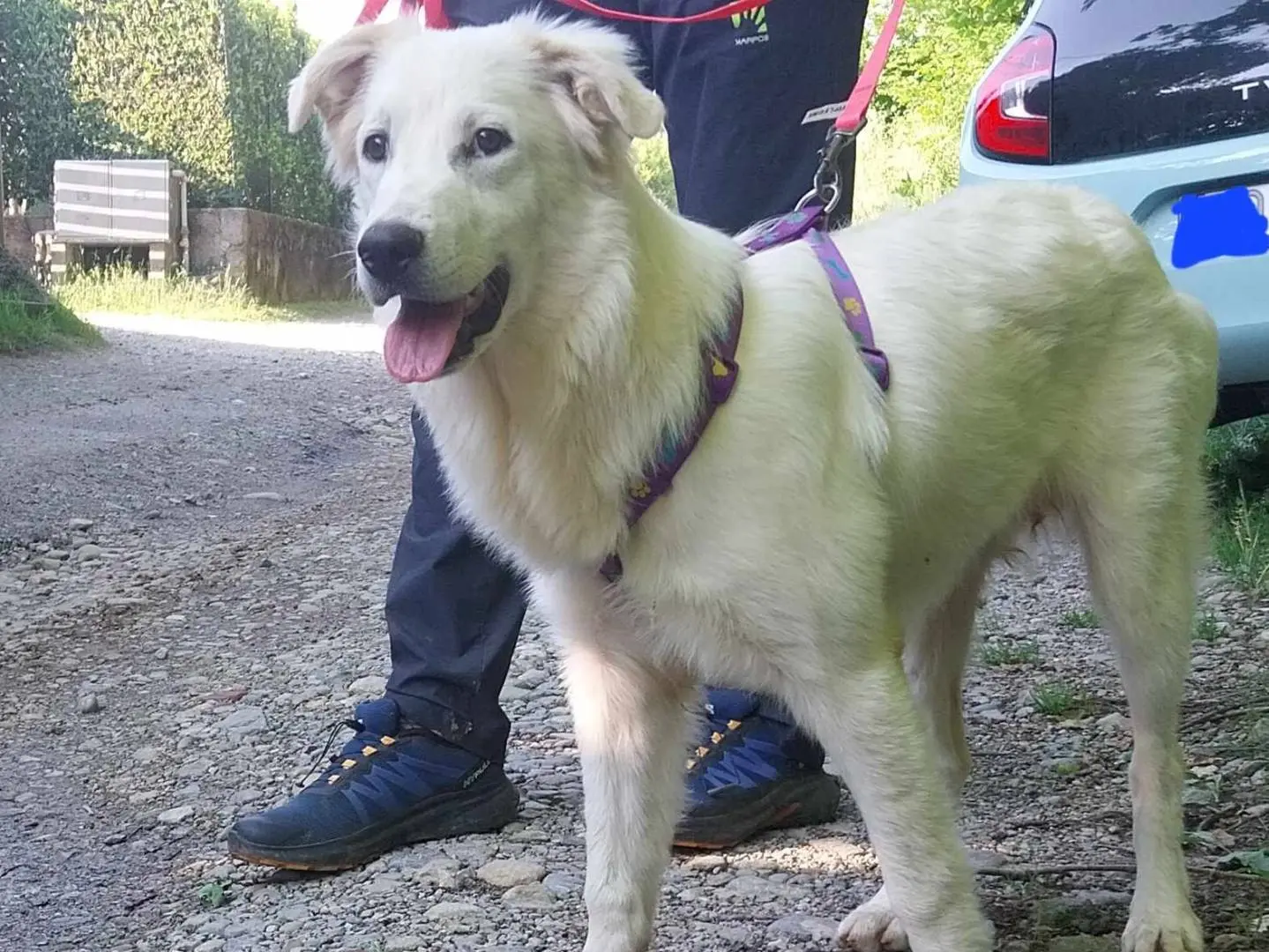 Adozione cane, femmina, meticcio, 3 anni, taglia media, Como