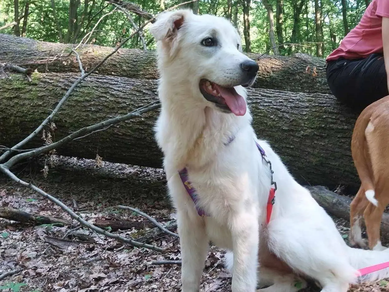 Adotta un cane, taglia media, femmina, Como