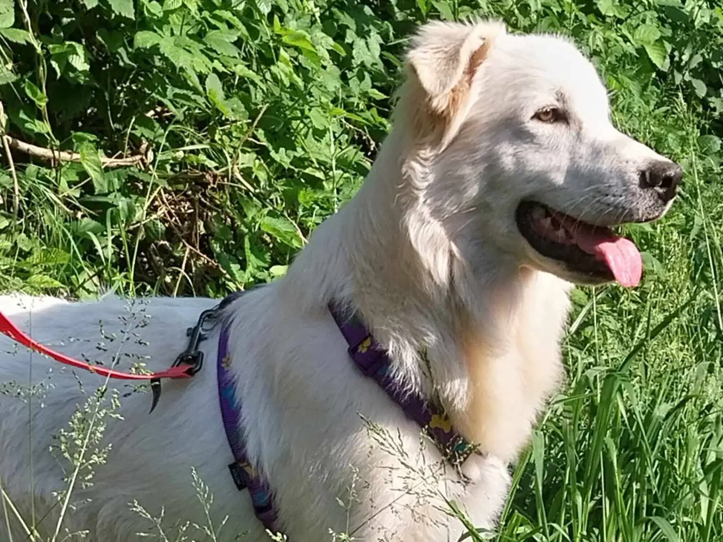 Adotta un cane, femmina, 3 anni, Como