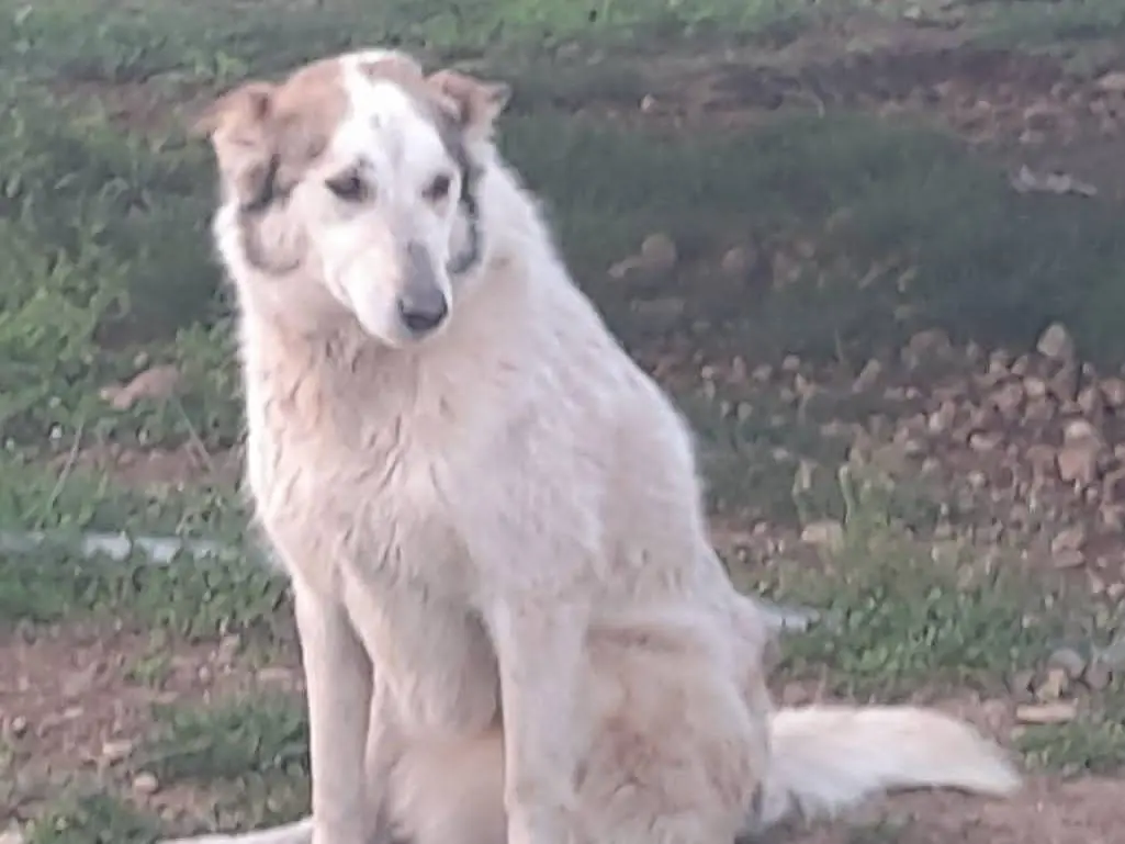 Adotta un cane, taglia media, femmina, Mantova