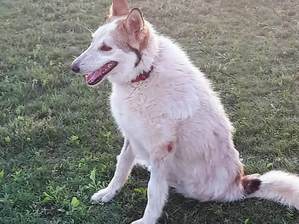 Adotta un cane, femmina, 7 anni e 2 mesi, Mantova