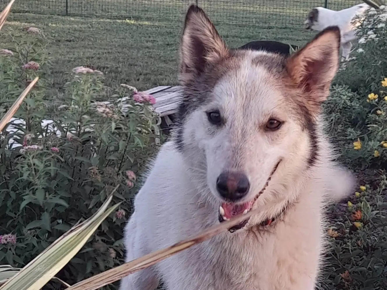 Adozione cane, femmina, Razza sconosciuta Razza sconosciuta, 7 anni e 2 mesi, taglia media, Mantova
