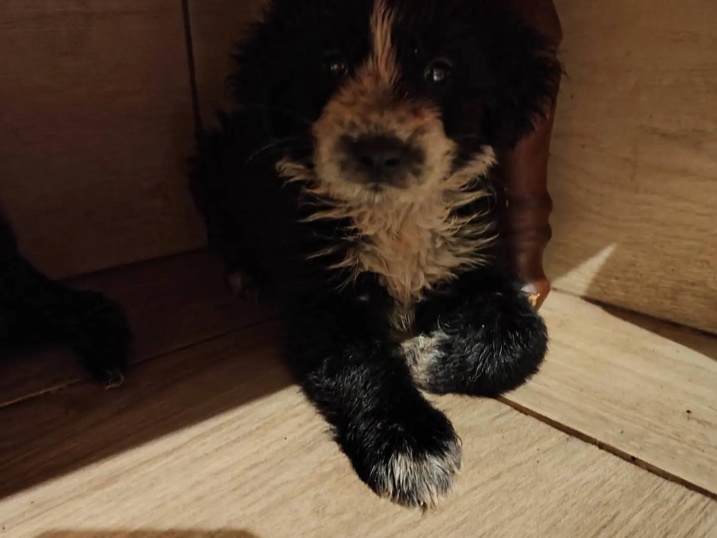 Adozione cane, femmina, Razza sconosciuta Razza sconosciuta, 5 mesi, taglia media, Catanzaro