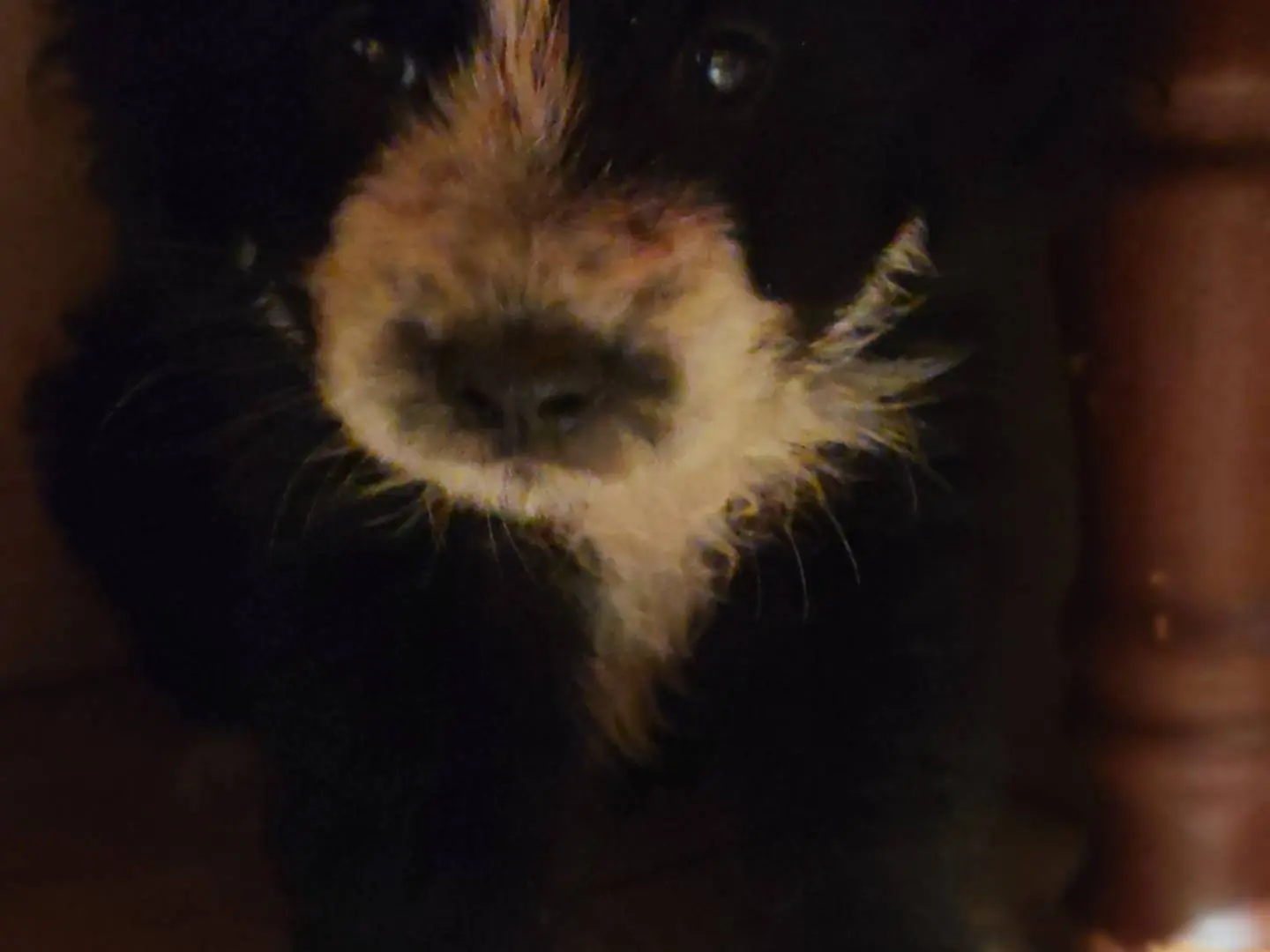 Adotta un cane, femmina, 5 mesi, Catanzaro