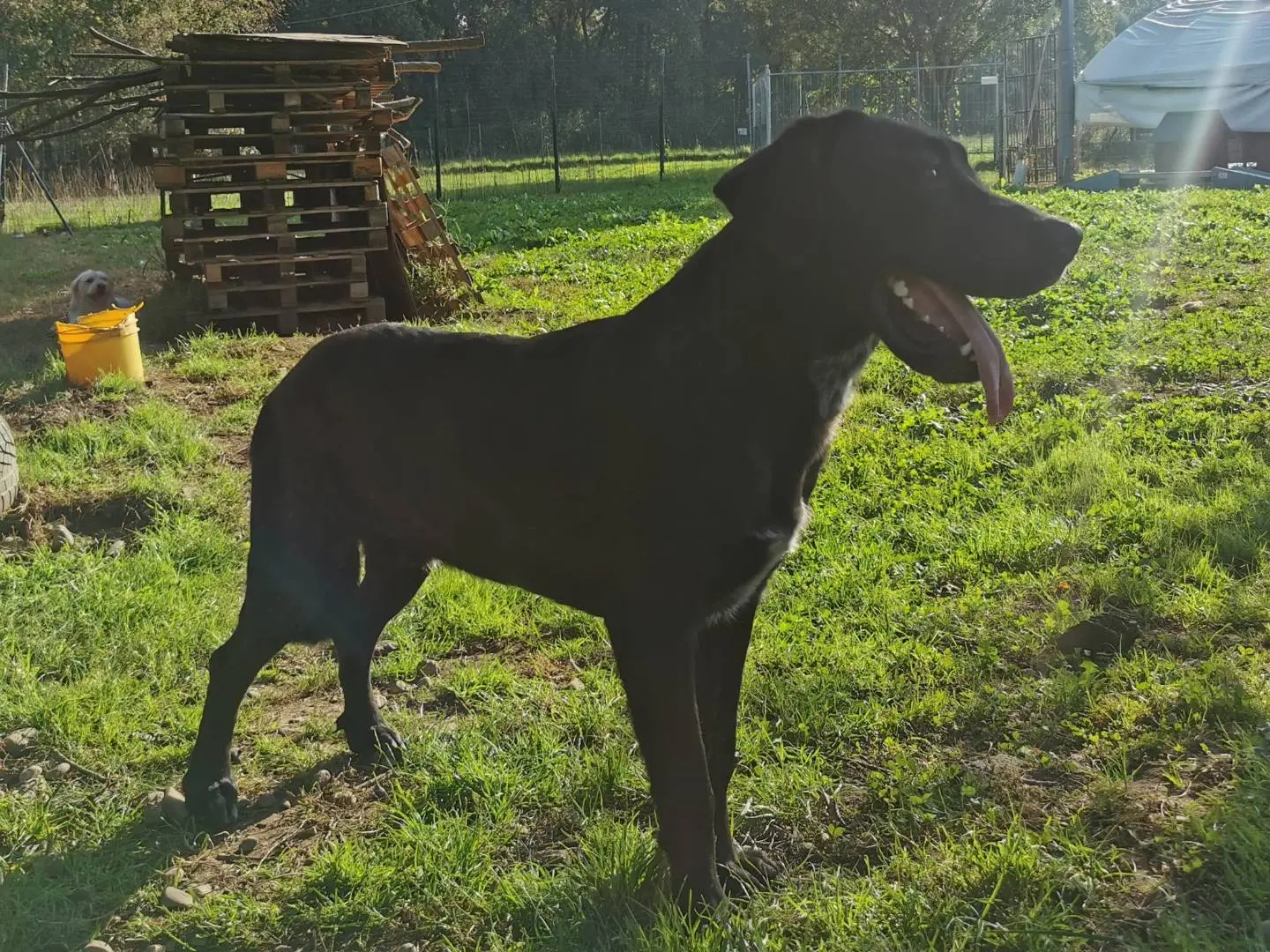 Adotta un cane, maschio, 3 anni e 1 mese, Como