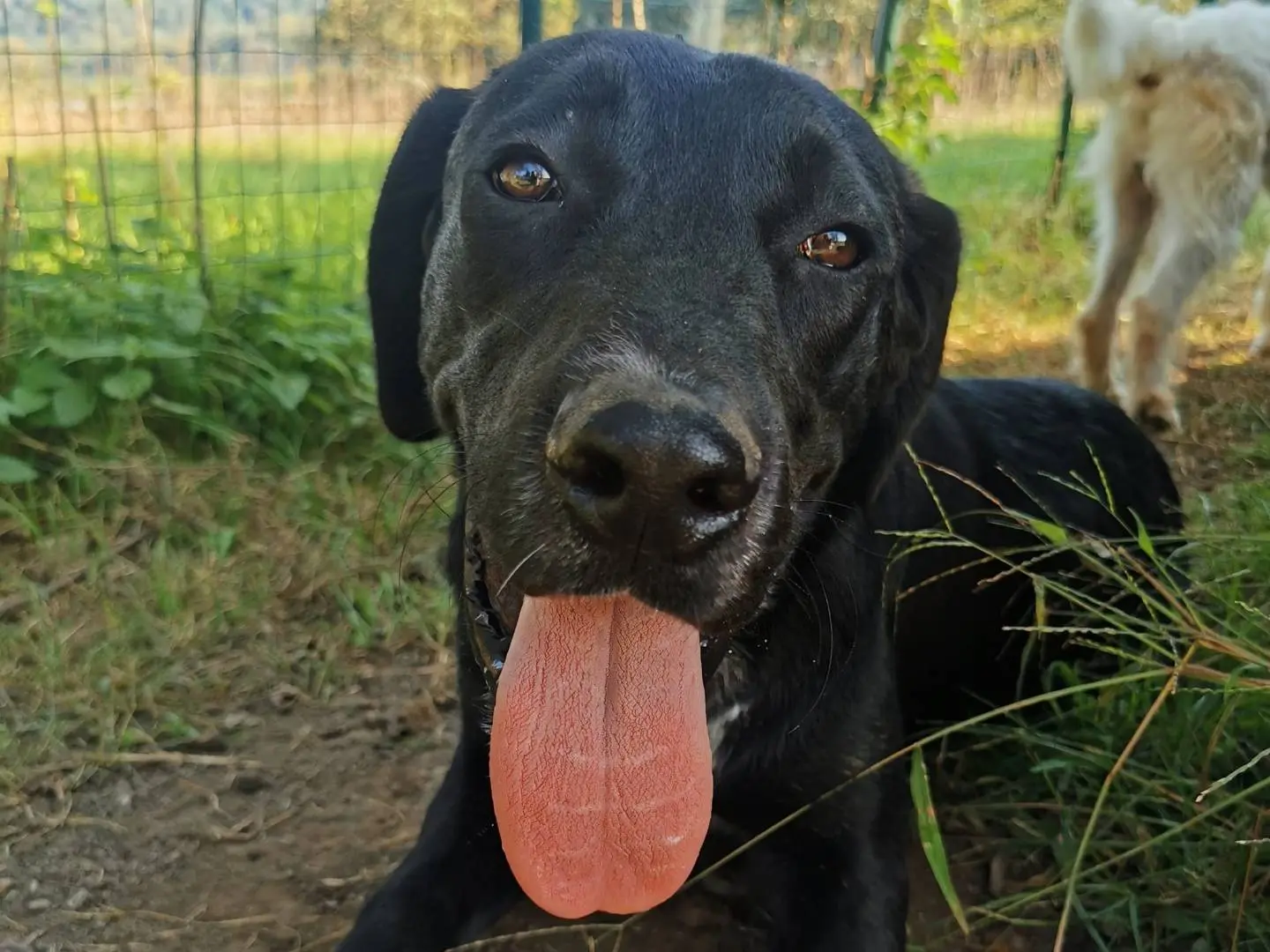 Adozione cane, maschio, meticcio, 3 anni e 1 mese, taglia media, Como