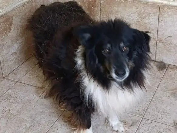 Adozione cane, maschio, Razza sconosciuta Razza sconosciuta, 13 anni e 3 mesi, taglia media contenuta, Crotone