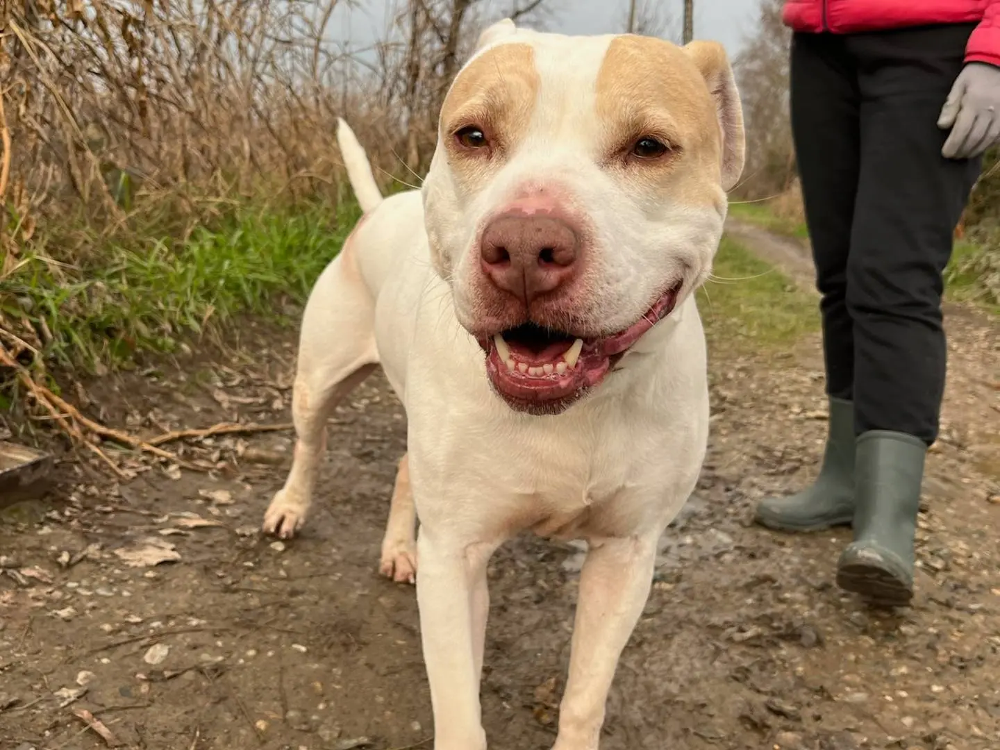 Adotta un cane, taglia grande, femmina, Milano