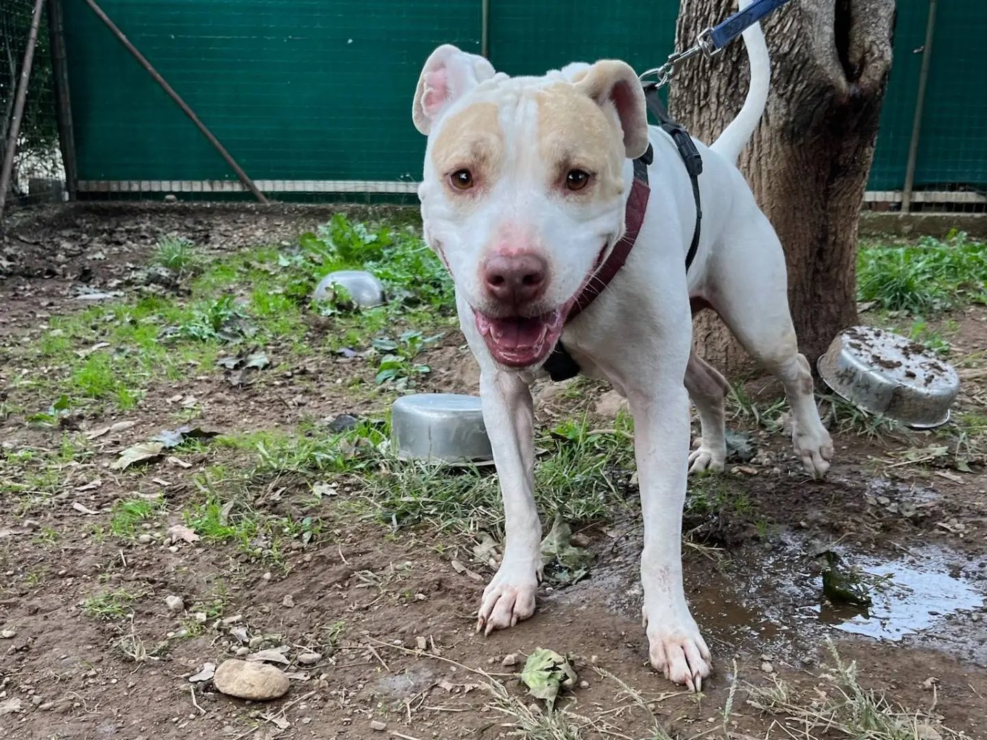 Vuoi adottare un cane a Milano?