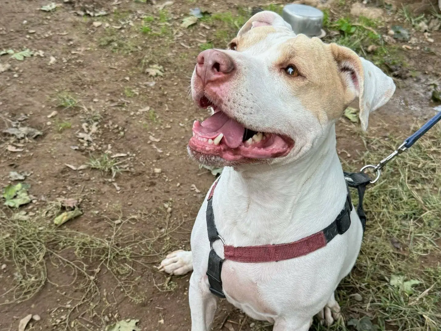 Adotta un cane, femmina, 10 anni e 8 mesi, Milano