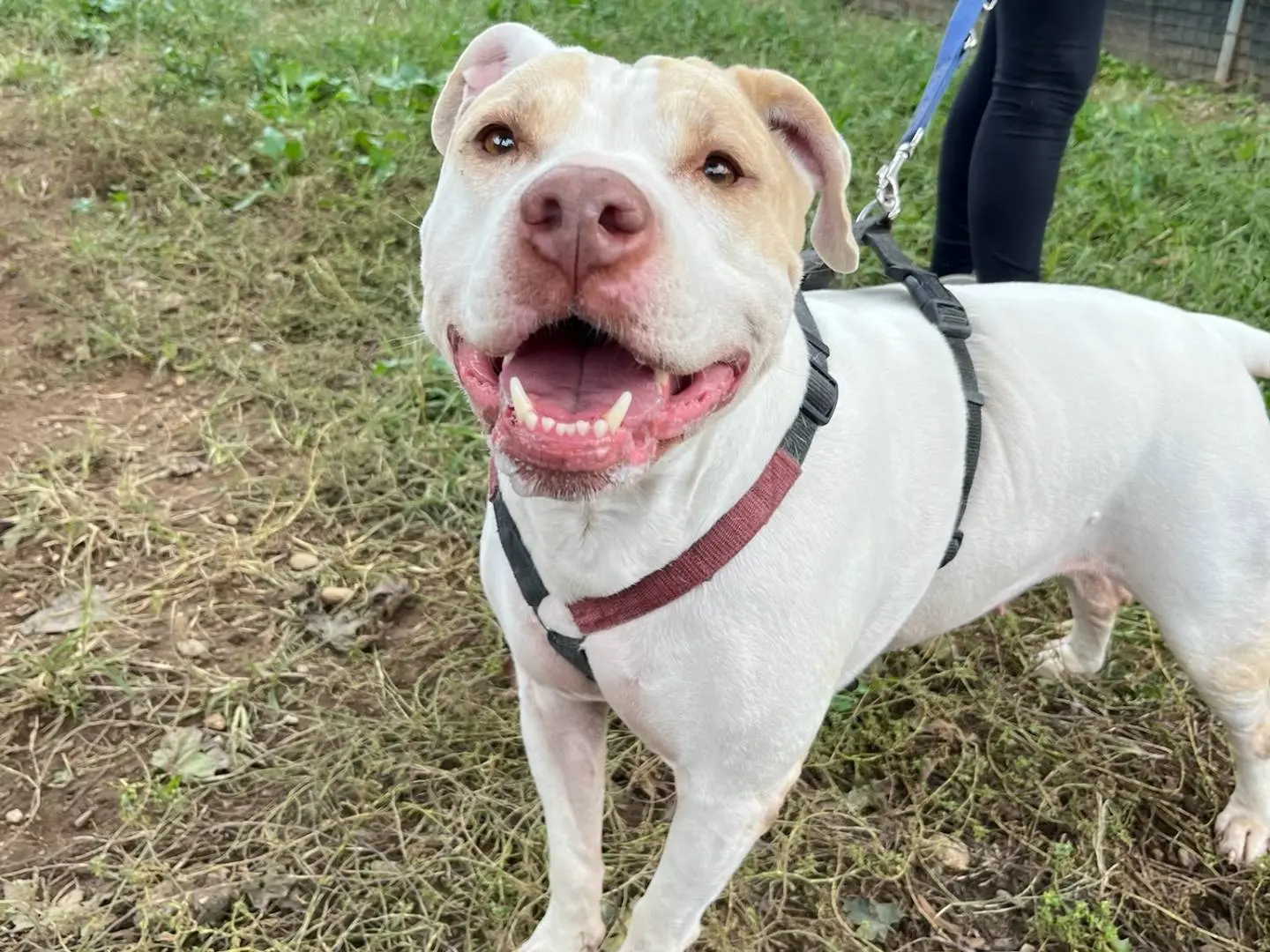 Adozione cane, femmina, Amstaff Razza sconosciuta, 10 anni e 8 mesi, taglia grande, Milano