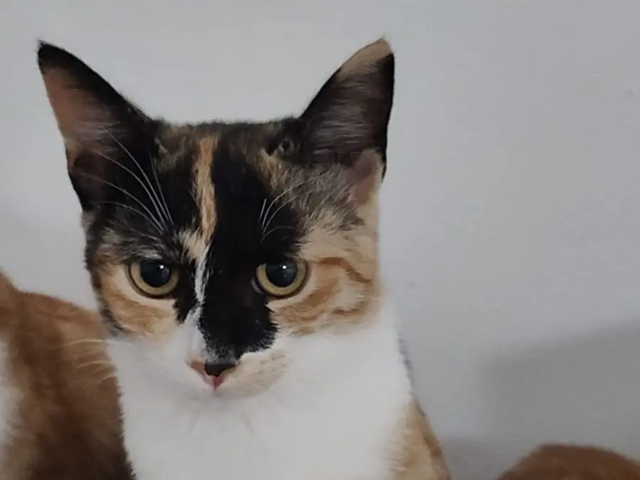 Vuoi adottare un gatto a Crotone?