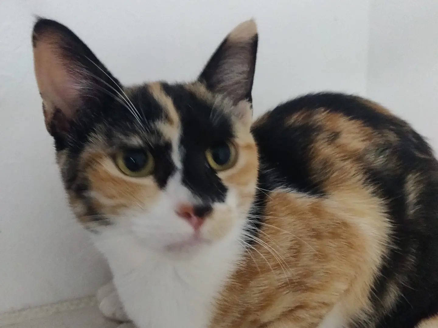 Adotta un gatto, femmina, 6 mesi, Crotone