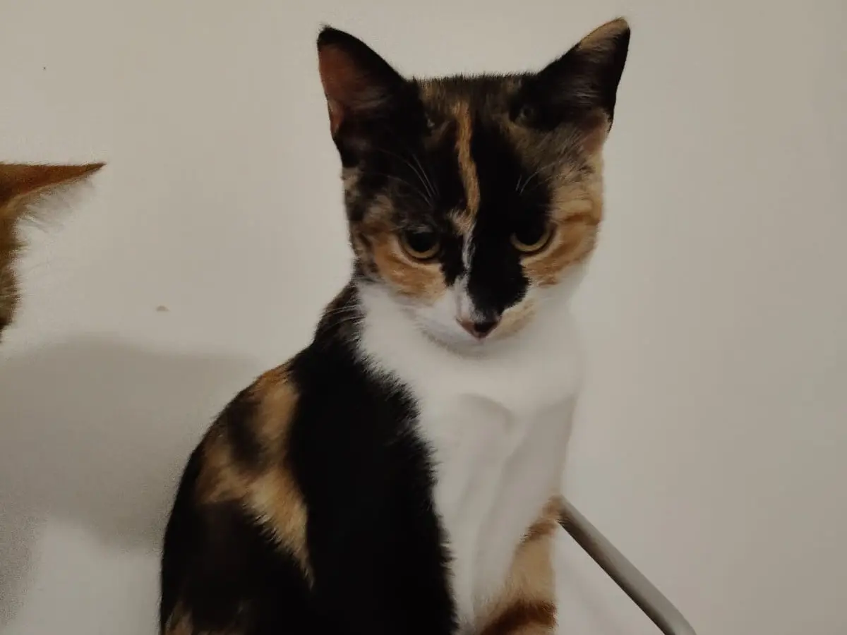 Adotta un gatto, taglia non valida, femmina, Crotone