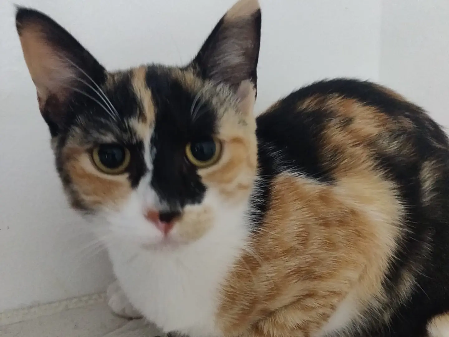 Adozione gatto, femmina, Razza sconosciuta Razza sconosciuta, 6 mesi, taglia non valida, Crotone