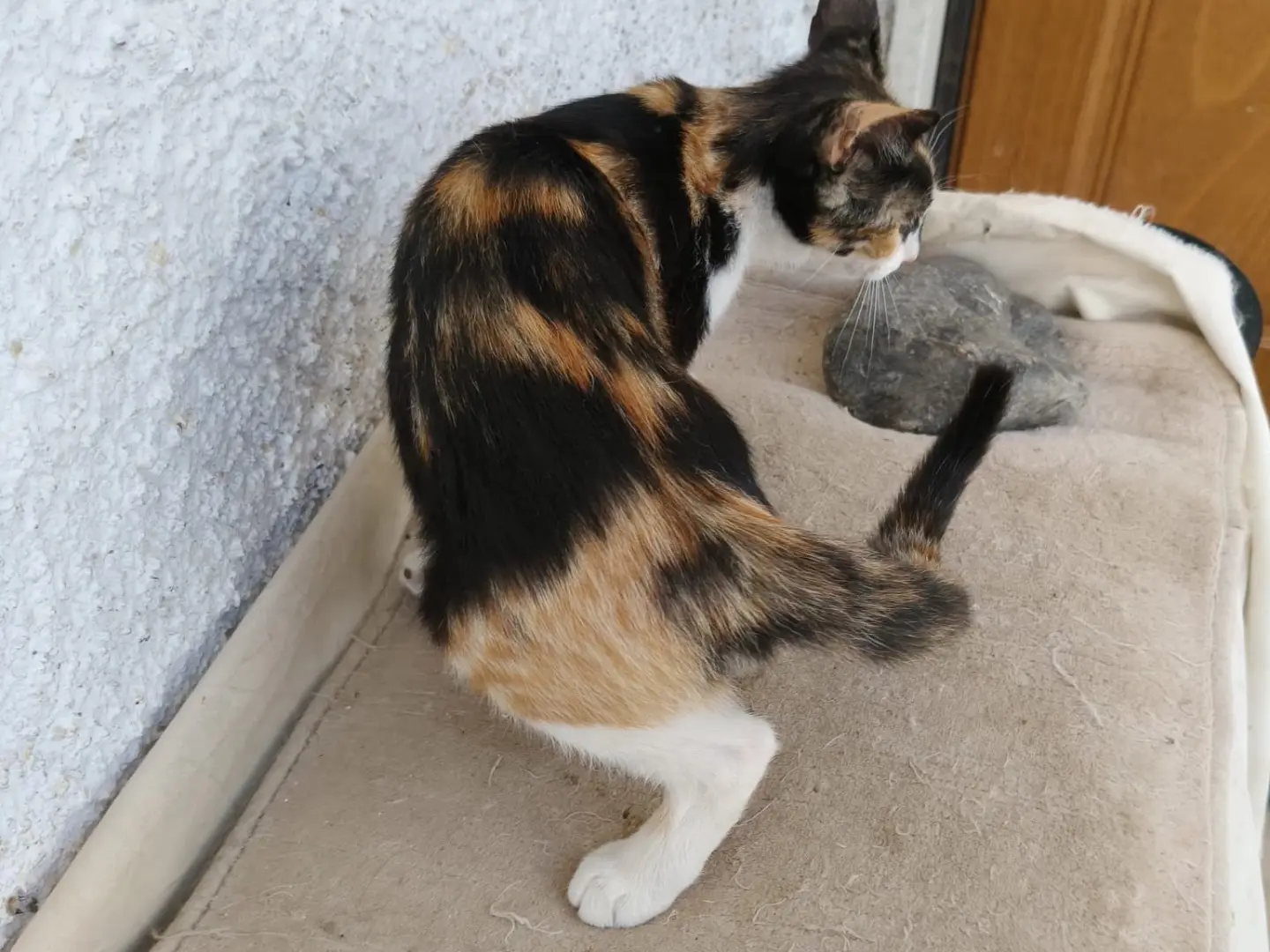 Adotta il gatto LUNA a Crotone