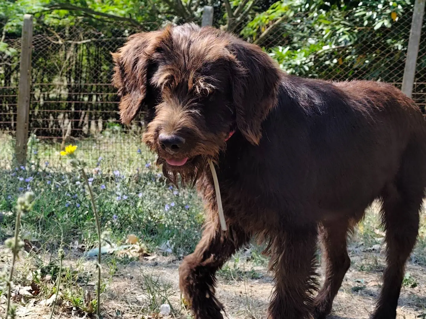Adotta un cane, maschio, 5 anni e 3 mesi, Roma